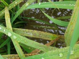 水稻细菌性褐斑病