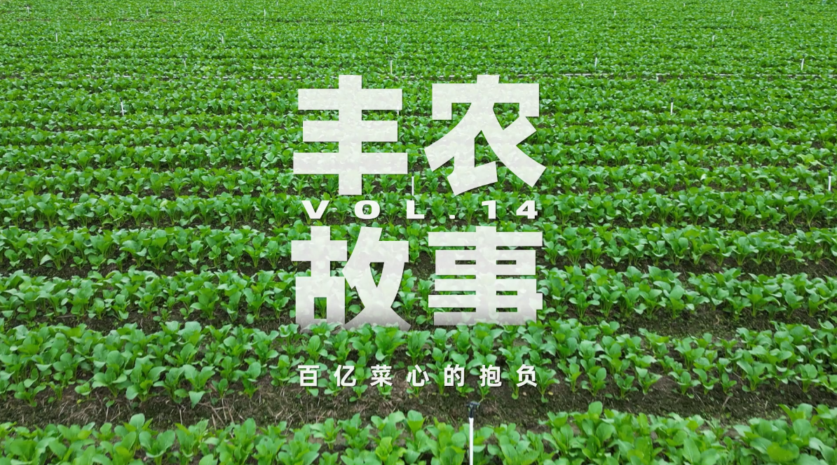 丰农故事VOL.14 百亿菜心的抱负