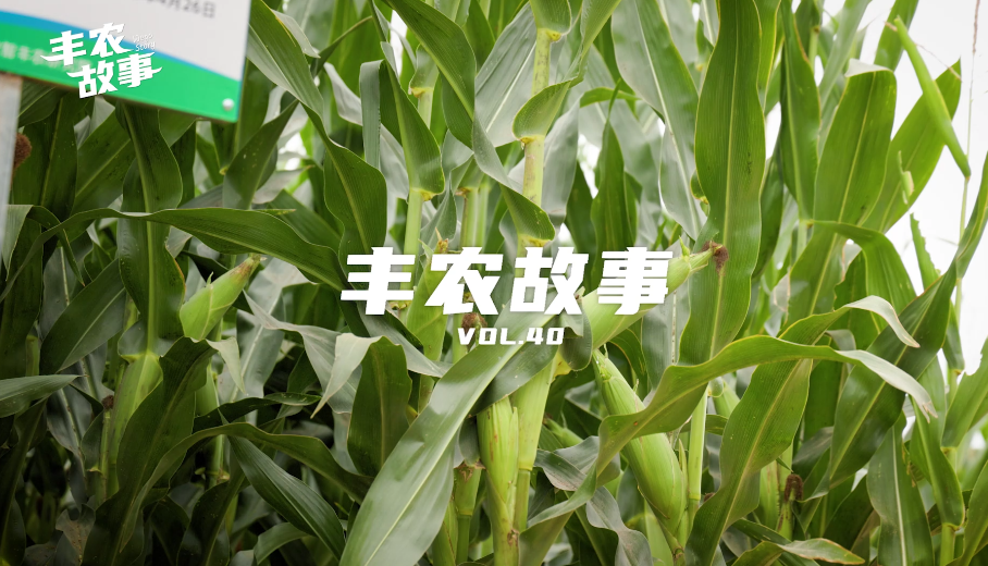 丰农故事VOL.40 玉米為(wèi)伴十五载，扎根黄土“慧” 种田