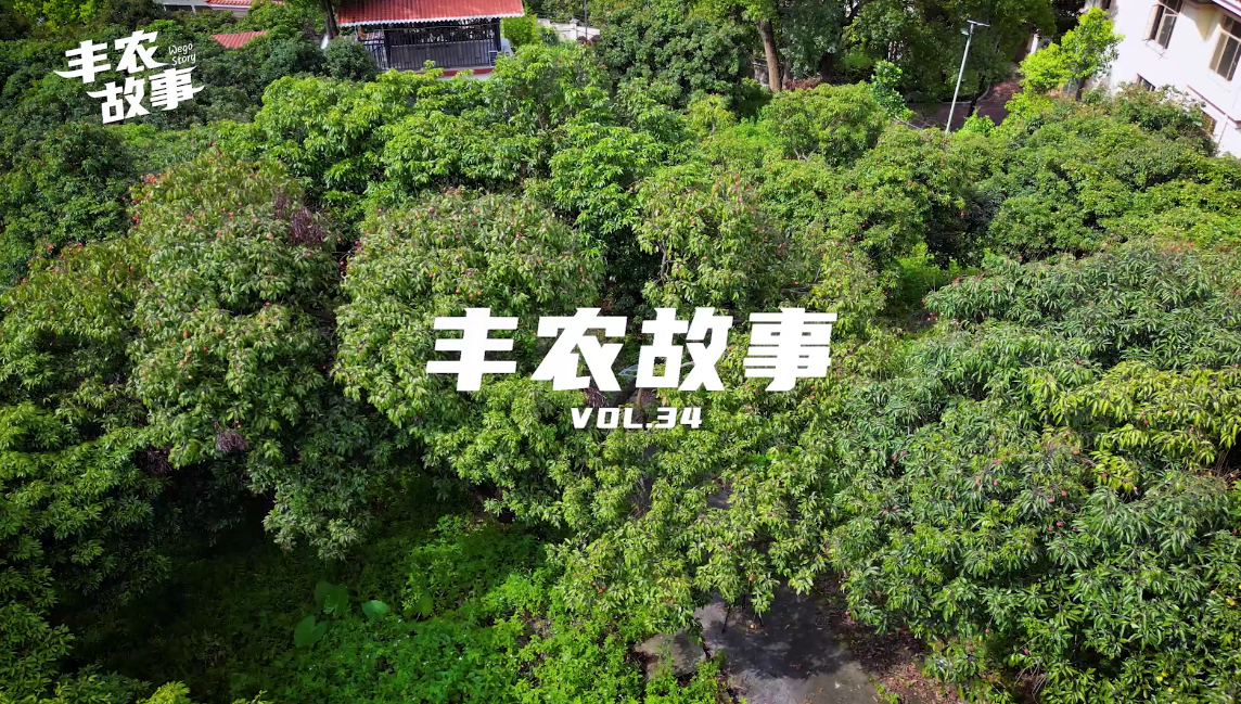 丰农故事VOL.34 子承父业守情怀，延续荔枝振兴梦